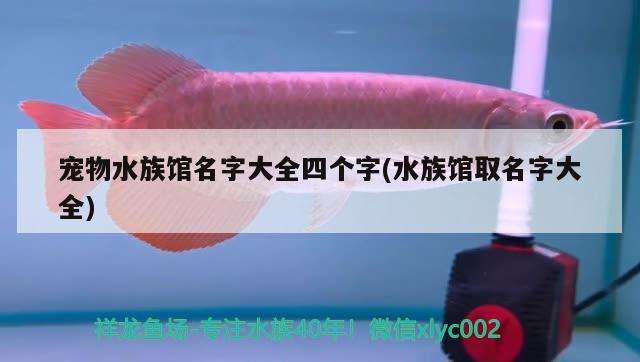 寵物水族館名字大全四個字(水族館取名字大全) 2024第28屆中國國際寵物水族展覽會CIPS（長城寵物展2024 CIPS）