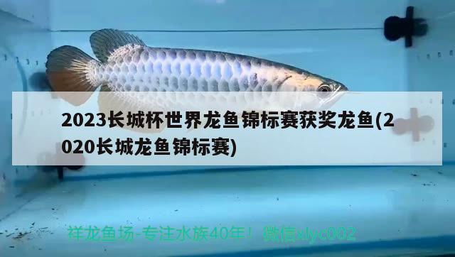 2023長(zhǎng)城杯世界龍魚錦標(biāo)賽獲獎(jiǎng)龍魚(2020長(zhǎng)城龍魚錦標(biāo)賽)