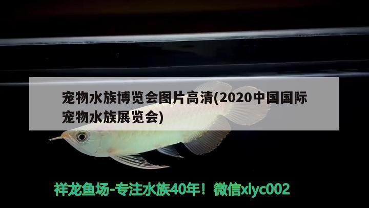 寵物水族博覽會(huì)圖片高清(2020中國國際寵物水族展覽會(huì)) 水族展會(huì)