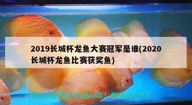 2019長城杯龍魚大賽冠軍是誰(2020長城杯龍魚比賽獲獎(jiǎng)魚)