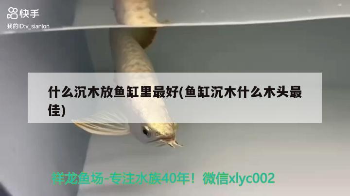 什么沉木放魚缸里最好(魚缸沉木什么木頭最佳)