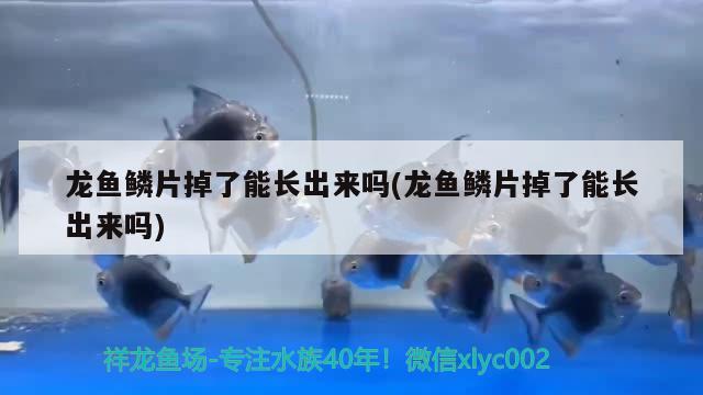 龍魚鱗片掉了能長出來嗎(龍魚鱗片掉了能長出來嗎) 2025第29屆中國國際寵物水族展覽會CIPS（長城寵物展2025 CIPS）