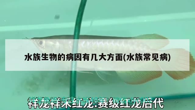 水族生物的病因有幾大方面(水族常見病) 2024第28屆中國(guó)國(guó)際寵物水族展覽會(huì)CIPS（長(zhǎng)城寵物展2024 CIPS）