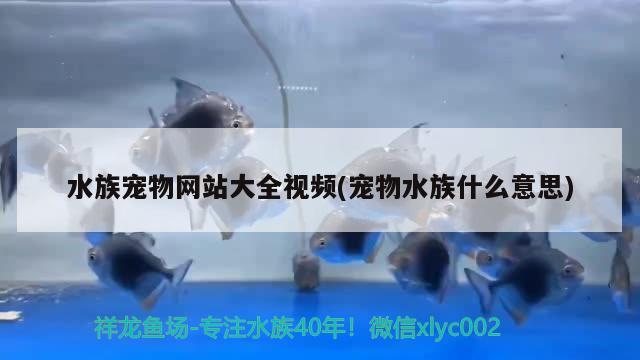 水族寵物網(wǎng)站大全視頻(寵物水族什么意思)