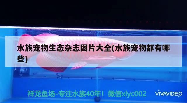 水族寵物生態(tài)雜志圖片大全(水族寵物都有哪些) 2024第28屆中國國際寵物水族展覽會CIPS（長城寵物展2024 CIPS）