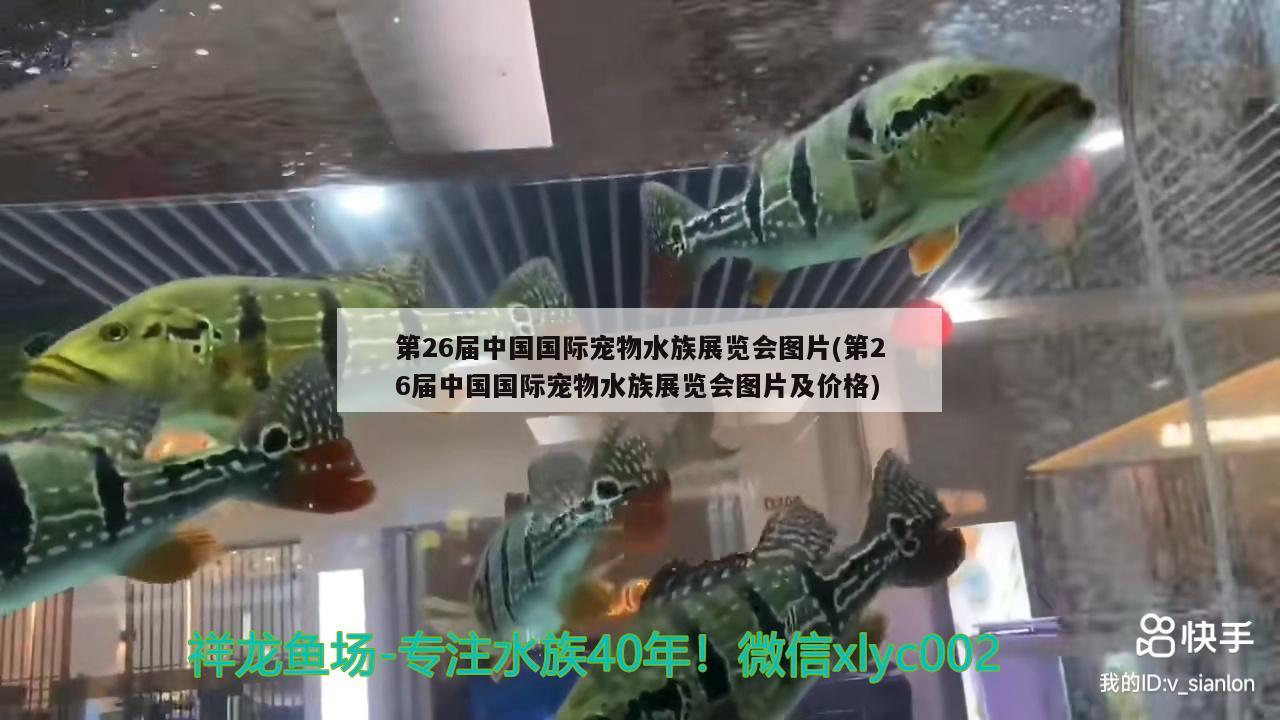 第26屆中國國際寵物水族展覽會(huì)圖片(第26屆中國國際寵物水族展覽會(huì)圖片及價(jià)格) 水族展會(huì)