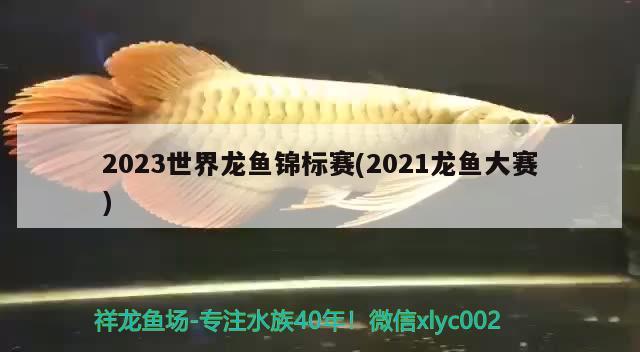 2023世界龍魚錦標(biāo)賽(2021龍魚大賽)