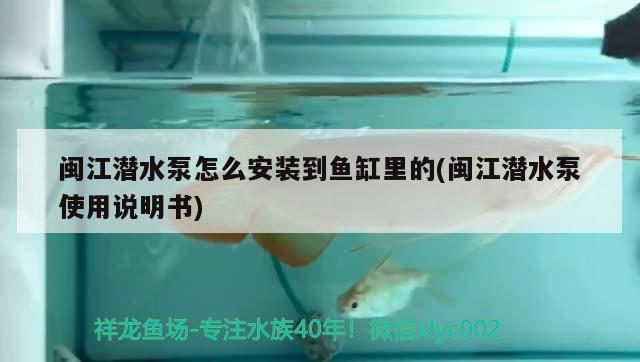 閩江潛水泵怎么安裝到魚(yú)缸里的(閩江潛水泵使用說(shuō)明書(shū))