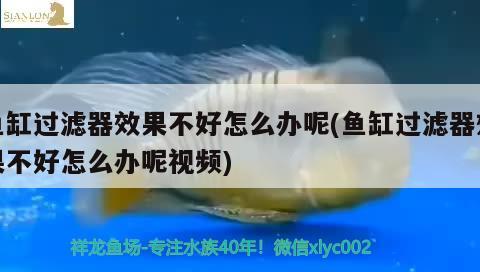 魚缸過濾器效果不好怎么辦呢(魚缸過濾器效果不好怎么辦呢視頻) 麥肯斯銀版魚