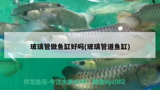 玻璃管做魚缸好嗎(玻璃管道魚缸)