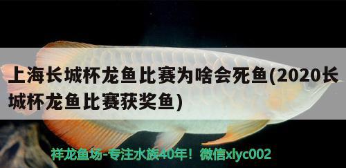 上海長城杯龍魚比賽為啥會死魚(2020長城杯龍魚比賽獲獎魚)