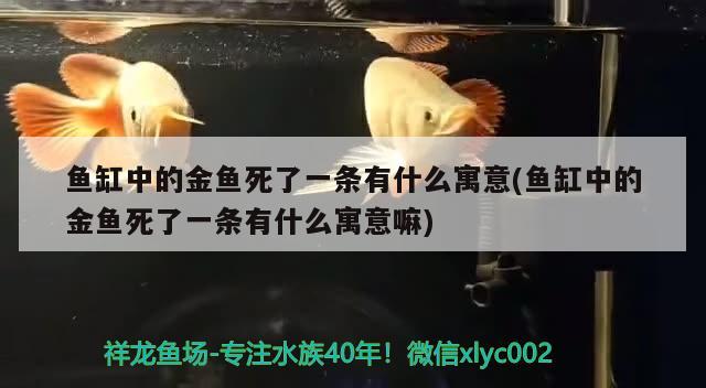 魚缸中的金魚死了一條有什么寓意(魚缸中的金魚死了一條有什么寓意嘛) 申古三間魚