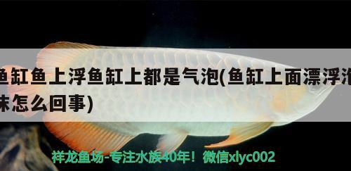 魚缸魚上浮魚缸上都是氣泡(魚缸上面漂浮泡沫怎么回事)