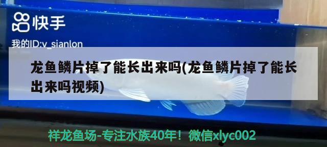 龍魚鱗片掉了能長出來嗎(龍魚鱗片掉了能長出來嗎視頻) 2024第28屆中國國際寵物水族展覽會CIPS（長城寵物展2024 CIPS）