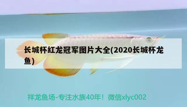 長城杯紅龍冠軍圖片大全(2020長城杯龍魚) 2024第28屆中國國際寵物水族展覽會CIPS（長城寵物展2024 CIPS）