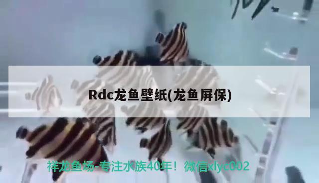 Rdc龍魚壁紙(龍魚屏保) 2024第28屆中國(guó)國(guó)際寵物水族展覽會(huì)CIPS（長(zhǎng)城寵物展2024 CIPS）