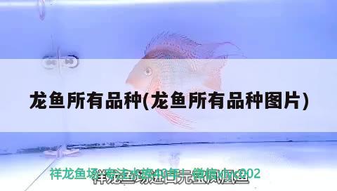 龍魚所有品種(龍魚所有品種圖片)