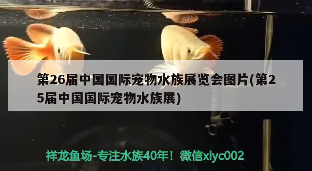 第26屆中國(guó)國(guó)際寵物水族展覽會(huì)圖片(第25屆中國(guó)國(guó)際寵物水族展) 水族展會(huì)