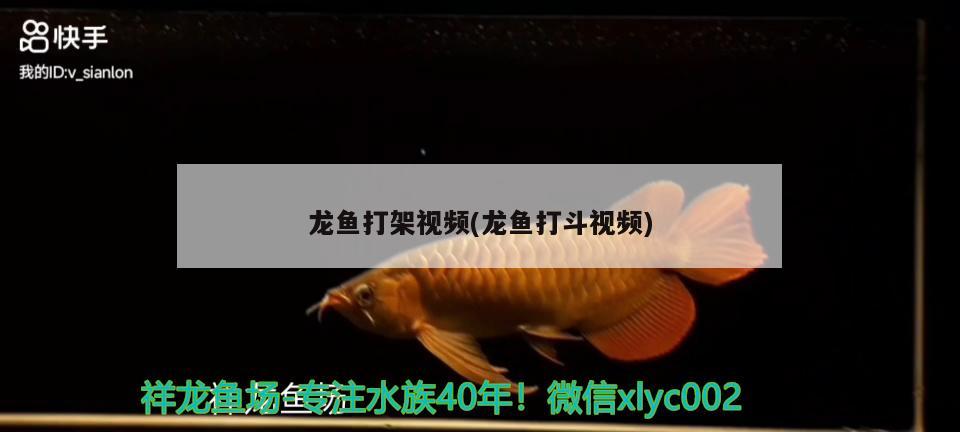 龍魚打架視頻(龍魚打斗視頻) 2024第28屆中國(guó)國(guó)際寵物水族展覽會(huì)CIPS（長(zhǎng)城寵物展2024 CIPS）