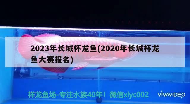 2023年長城杯龍魚(2020年長城杯龍魚大賽報名)