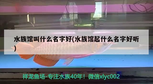 水族館叫什么名字好(水族館起什么名字好聽(tīng)) 2024第28屆中國(guó)國(guó)際寵物水族展覽會(huì)CIPS（長(zhǎng)城寵物展2024 CIPS）