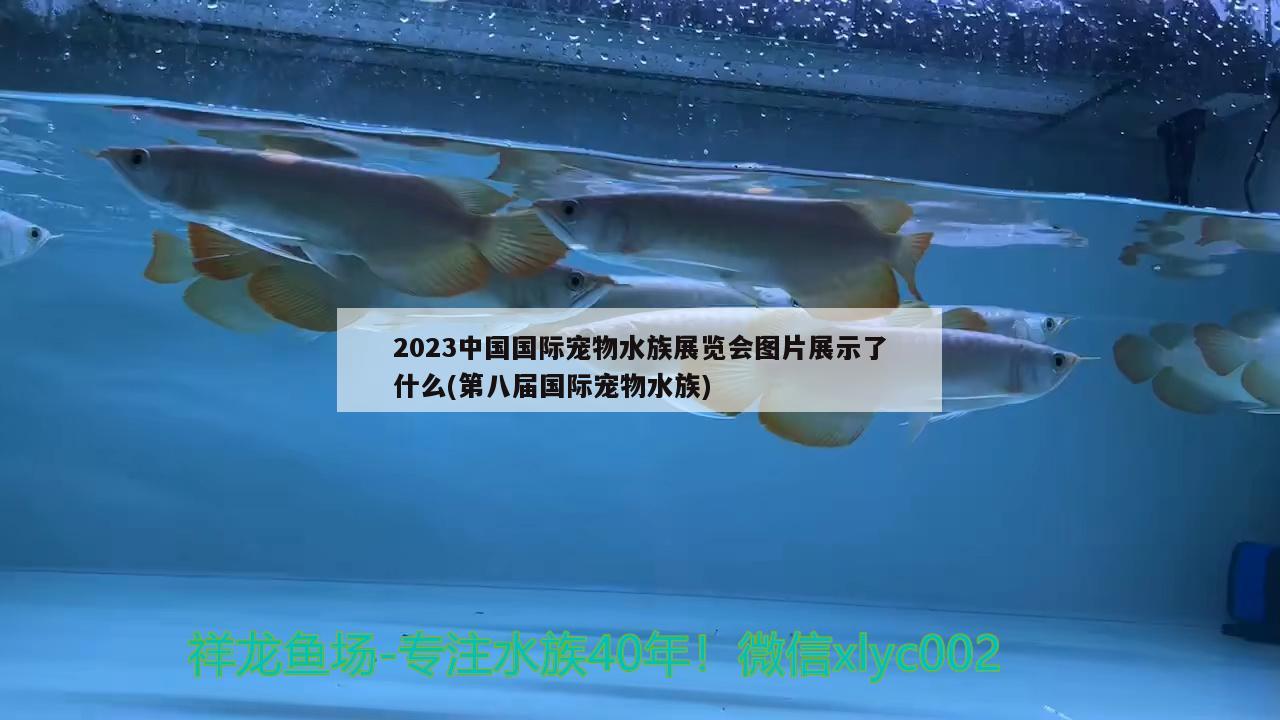 2023中國國際寵物水族展覽會圖片展示了什么(第八屆國際寵物水族) 水族展會 第2張