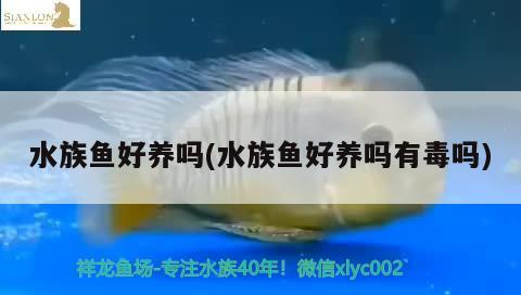 水族魚好養(yǎng)嗎(水族魚好養(yǎng)嗎有毒嗎)