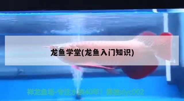 龍魚學堂(龍魚入門知識) 2024第28屆中國國際寵物水族展覽會CIPS（長城寵物展2024 CIPS）