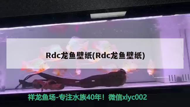 Rdc龍魚壁紙(Rdc龍魚壁紙)