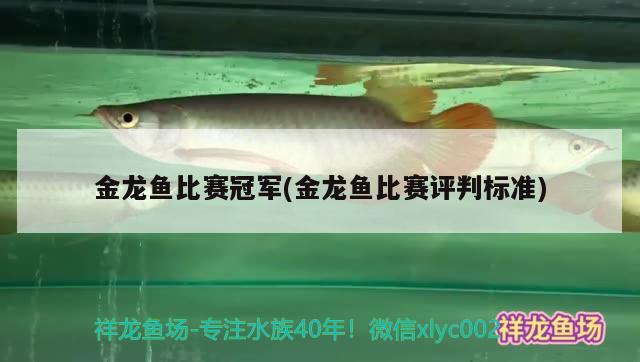 金龍魚比賽冠軍(金龍魚比賽評判標準) 2024第28屆中國國際寵物水族展覽會CIPS（長城寵物展2024 CIPS）