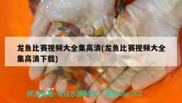 龍魚比賽視頻大全集高清(龍魚比賽視頻大全集高清下載) 2024第28屆中國(guó)國(guó)際寵物水族展覽會(huì)CIPS（長(zhǎng)城寵物展2024 CIPS）