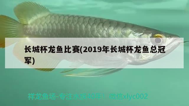 長(zhǎng)城杯龍魚(yú)比賽(2019年長(zhǎng)城杯龍魚(yú)總冠軍)