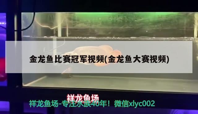 金龍魚比賽冠軍視頻(金龍魚大賽視頻) 2024第28屆中國國際寵物水族展覽會CIPS（長城寵物展2024 CIPS）