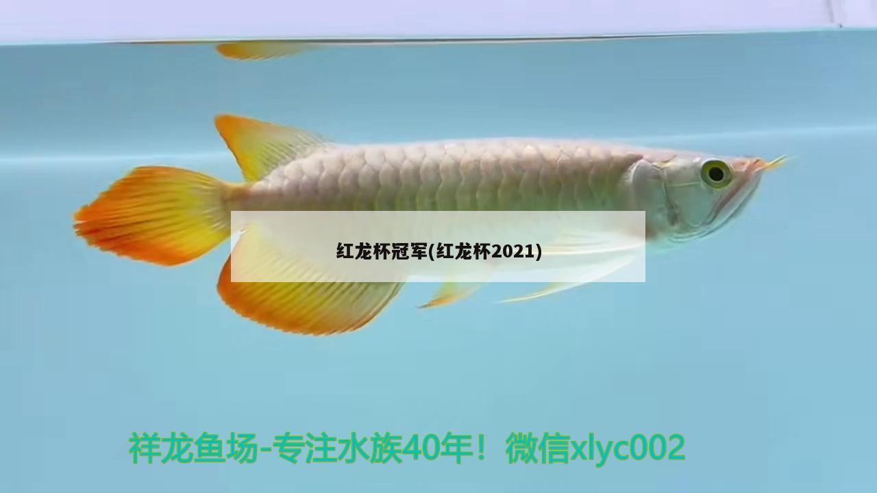 紅龍杯冠軍(紅龍杯2021) 2024第28屆中國國際寵物水族展覽會CIPS（長城寵物展2024 CIPS）