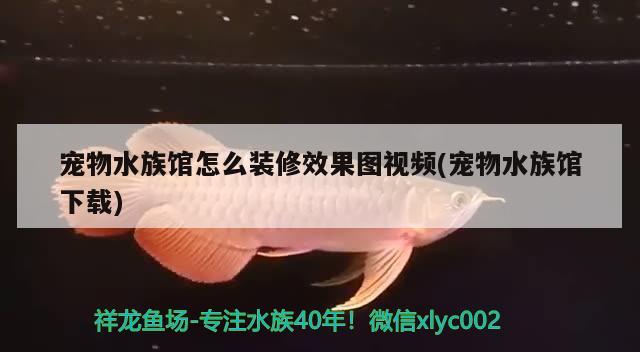 寵物水族館怎么裝修效果圖視頻(寵物水族館下載) 2024第28屆中國(guó)國(guó)際寵物水族展覽會(huì)CIPS（長(zhǎng)城寵物展2024 CIPS）