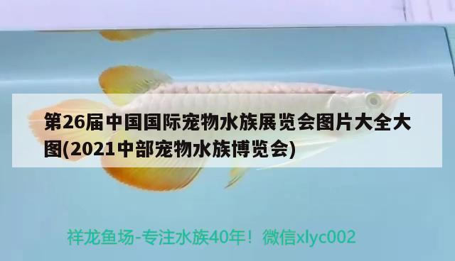 第26屆中國(guó)國(guó)際寵物水族展覽會(huì)圖片大全大圖(2021中部寵物水族博覽會(huì)) 水族展會(huì)