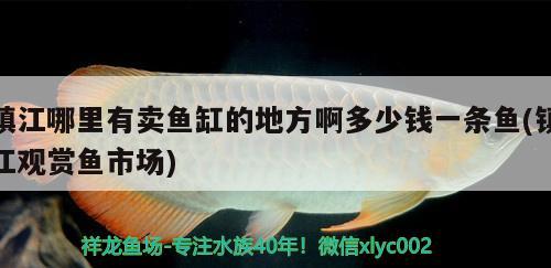 鎮(zhèn)江哪里有賣魚缸的地方啊多少錢一條魚(鎮(zhèn)江觀賞魚市場)