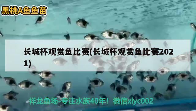 長城杯觀賞魚比賽(長城杯觀賞魚比賽2021)