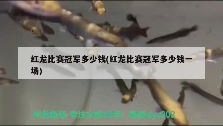 紅龍比賽冠軍多少錢(紅龍比賽冠軍多少錢一場) 2024第28屆中國國際寵物水族展覽會CIPS（長城寵物展2024 CIPS）