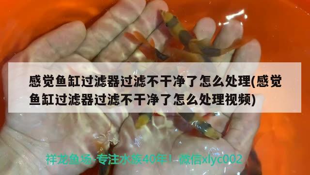 感覺魚缸過濾器過濾不干凈了怎么處理(感覺魚缸過濾器過濾不干凈了怎么處理視頻)