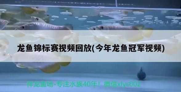 龍魚錦標(biāo)賽視頻回放(今年龍魚冠軍視頻) 2024第28屆中國國際寵物水族展覽會CIPS（長城寵物展2024 CIPS）