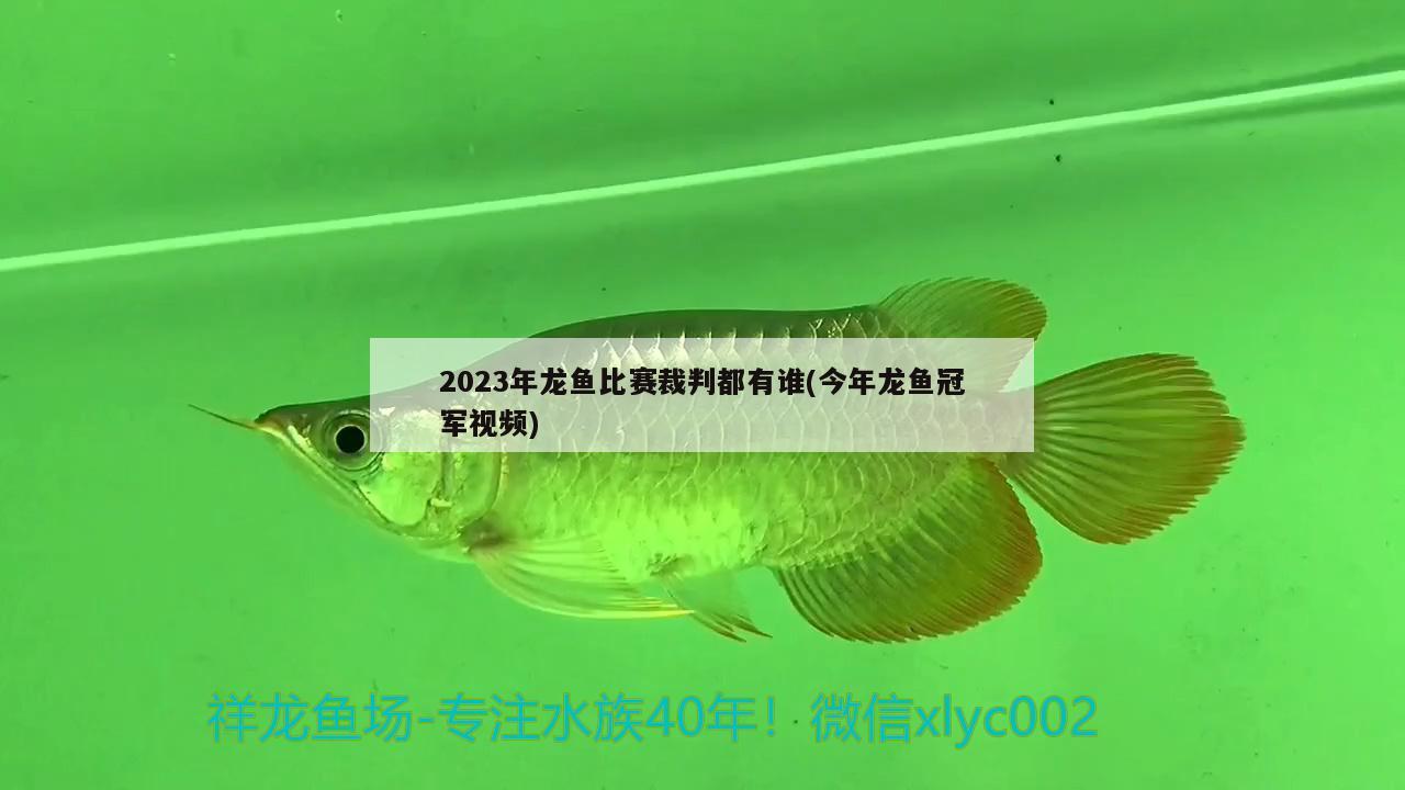 2023年龍魚(yú)比賽裁判都有誰(shuí)(今年龍魚(yú)冠軍視頻)