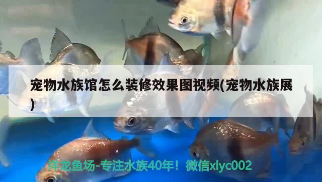 寵物水族館怎么裝修效果圖視頻(寵物水族展) 水族展會