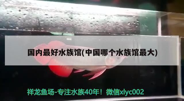 國(guó)內(nèi)最好水族館(中國(guó)哪個(gè)水族館最大) 2024第28屆中國(guó)國(guó)際寵物水族展覽會(huì)CIPS（長(zhǎng)城寵物展2024 CIPS）