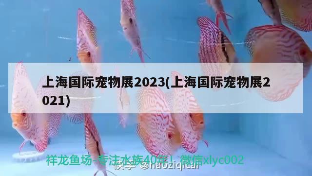 上海國際寵物展2023(上海國際寵物展2021)