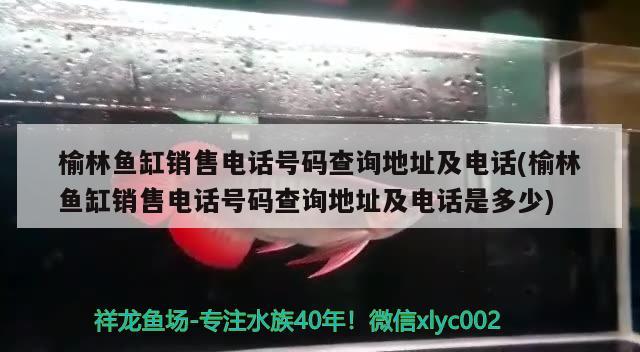 榆林魚缸銷售電話號碼查詢地址及電話(榆林魚缸銷售電話號碼查詢地址及電話是多少) 三間鼠魚苗