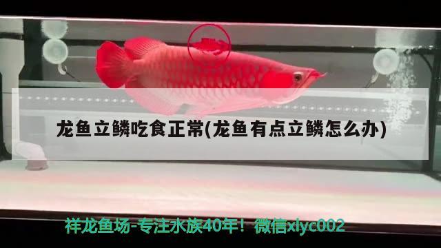 龍魚立鱗吃食正常(龍魚有點(diǎn)立鱗怎么辦) 2025第29屆中國(guó)國(guó)際寵物水族展覽會(huì)CIPS（長(zhǎng)城寵物展2025 CIPS）