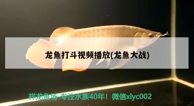 龍魚打斗視頻播放(龍魚大戰(zhàn)) 2024第28屆中國國際寵物水族展覽會CIPS（長城寵物展2024 CIPS）