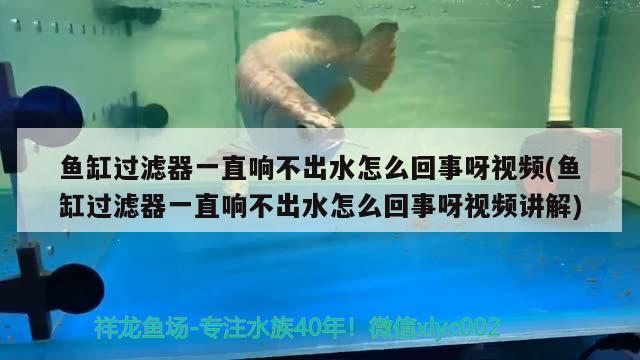 魚缸過濾器一直響不出水怎么回事呀視頻(魚缸過濾器一直響不出水怎么回事呀視頻講解)