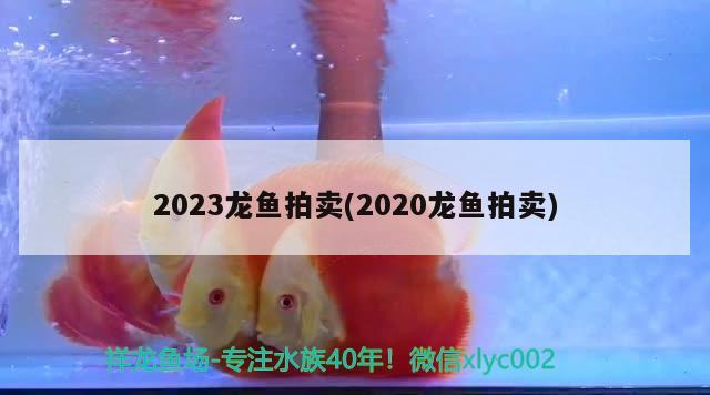 2023龍魚拍賣(2020龍魚拍賣) 2024第28屆中國(guó)國(guó)際寵物水族展覽會(huì)CIPS（長(zhǎng)城寵物展2024 CIPS）